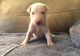 Bull Terrier Puppies for sale in Cincinnati, OH, USA. price: NA