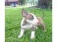Bull Terrier Puppies for sale in Columbus, OH, USA. price: NA