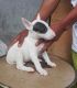 Bull Terrier Puppies for sale in Chula Vista, CA, USA. price: NA