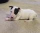 Bull Terrier Puppies for sale in Costa Mesa, CA, USA. price: NA