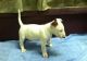 Bull Terrier Puppies for sale in Carlsbad, CA, USA. price: NA