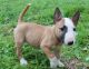Bull Terrier Puppies for sale in Grand Prairie, TX, USA. price: NA