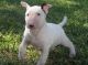Bull Terrier Puppies for sale in San Jose, CA, USA. price: NA