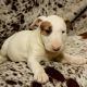 Bull Terrier Puppies for sale in Austin, TX, USA. price: NA
