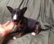 Bull Terrier Puppies for sale in Clarksville, TN, USA. price: NA