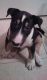 Bull Terrier Puppies for sale in Henderson, NV, USA. price: $950