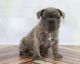 Bull Terrier Puppies for sale in Cedar Rapids, IA, USA. price: $500
