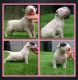 Bull Terrier Puppies for sale in El Paso, TX, USA. price: NA