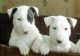 Bull Terrier Puppies for sale in East Los Angeles, CA, USA. price: NA
