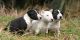 Bull Terrier Puppies for sale in Tulsa, OK, USA. price: NA