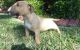 Bull Terrier Puppies for sale in San Jose, CA, USA. price: NA