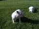 Bull Terrier Puppies for sale in Savonlinna, Finland. price: 310 EUR