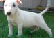 Bull Terrier Puppies for sale in St Pete Beach, FL, USA. price: NA