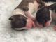 Bull Terrier Puppies for sale in Missiouri CC, Elsberry, MO 63343, USA. price: NA