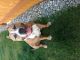 Bull Terrier Puppies for sale in Orting, WA 98360, USA. price: $400