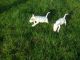 Bull Terrier Puppies for sale in Atlanta, GA, USA. price: NA
