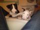 Bull Terrier Puppies for sale in Brownsville, Challenge-Brownsville, CA 95919, USA. price: NA