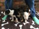 Bull Terrier Puppies for sale in Waco, TX, USA. price: NA