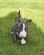 Bull Terrier Puppies for sale in New York, IA 50238, USA. price: NA