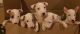 Bull Terrier Puppies for sale in Pearland, TX 77584, USA. price: NA