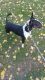 Bull Terrier Puppies for sale in Atlantic Beach, NC, USA. price: NA