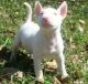 Bull Terrier Puppies for sale in San Francisco, CA, USA. price: NA