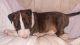 Bull Terrier Puppies for sale in Philadelphia, PA, USA. price: NA