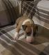 Bull Terrier Puppies for sale in California Ave, South Gate, CA 90280, USA. price: NA