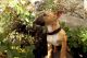 Bull Terrier Puppies for sale in Metairie, LA 70002, USA. price: $500