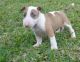 Bull Terrier Puppies for sale in Cunningham, TN 37052, USA. price: NA