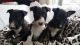 Bull Terrier Puppies for sale in St. Louis, MO, USA. price: $900