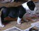 Bull Terrier Puppies for sale in Austin St, Corpus Christi, TX, USA. price: NA