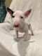 Bull Terrier Puppies for sale in Lake Forest, CA, USA. price: NA