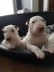 Bull Terrier Puppies for sale in St. Louis, MO, USA. price: $720