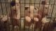 Bull Terrier Puppies for sale in Atlanta, GA, USA. price: NA