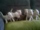 Bull Terrier Puppies for sale in 58503 Rd 225, North Fork, CA 93643, USA. price: NA