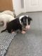 Bull Terrier Puppies for sale in Houston, TX 77001, USA. price: NA