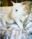 Bull Terrier Puppies for sale in Sammamish, WA, USA. price: NA