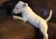 Bull Terrier Puppies for sale in Decatur, IL, USA. price: NA