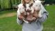 Bull Terrier Puppies for sale in Nashville, TN, USA. price: NA
