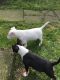 Bull Terrier Puppies for sale in Seattle, WA, USA. price: $600