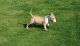 Bull Terrier Puppies for sale in Yakima, WA, USA. price: NA