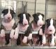 Bull Terrier Puppies for sale in Massachusetts Ave, Cambridge, MA, USA. price: $500