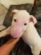 Bull Terrier Puppies for sale in Rectortown, VA 20115, USA. price: NA