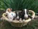 Bull Terrier Puppies for sale in Zeeland, MI 49464, USA. price: NA