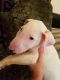 Bull Terrier Puppies for sale in White Hall, AR 71602, USA. price: NA