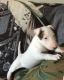 Bull Terrier Puppies for sale in Boston, MA, USA. price: $500