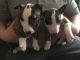 Bull Terrier Puppies for sale in Olympia, WA, USA. price: $400