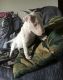 Bull Terrier Puppies for sale in Bristol, ME, USA. price: NA