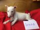 Bull Terrier Puppies for sale in Jacksonville, FL 32238, USA. price: NA
